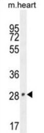 Transcription Cofactor Vestigial-Like Protein 2 (VGLL2) Antibody