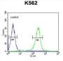 WD Repeat-Containing Protein 49 (WDR49) Antibody