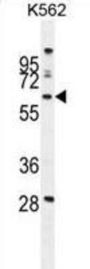 WD Repeat-Containing Protein 49 (WDR49) Antibody