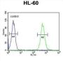 BTNL3 Antibody