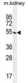 F-Box Only Protein 24 (FBXO24) Antibody