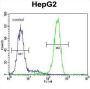 LRC40 Antibody