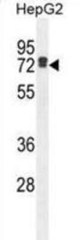 LRC40 Antibody