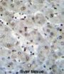 H2AFZ Antibody
