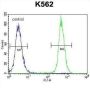 Keratin 25 (KRT25) Antibody