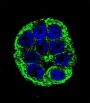YOD1 Deubiquitinase (YOD1) Antibody