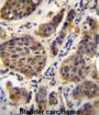 YOD1 Deubiquitinase (YOD1) Antibody