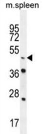 Nuclear Receptor Subfamily 6 Group A Member 1 (NR6A1) Antibody