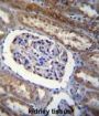 ADP-Ribosylation Factor-Like Protein 8 (ARL5B) Antibody