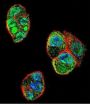 Uncharacterized Protein C11orf95 (C9JLR9) Antibody