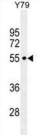 CCDC97 Antibody
