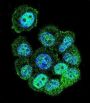 Rac-GTPase Activating Protein 1 (RACGAP1) Antibody