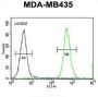 Heterogeneous Nuclear Ribonucleoprotein C-Like 1 (HNRNPCL1) Antibody