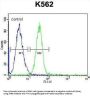 Serpin B4 (SPB4) Antibody