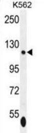 ISWI Antibody