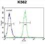 Coiled-Coil Domain-Containing Protein 61 (CCDC61) Antibody