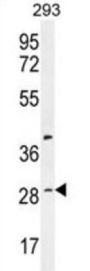 Protein HIDE1 (HIDE1) Antibody