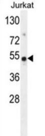 Family With Sequence Similarity 118, Member B (FAM118B) Antibody
