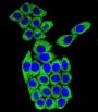 MESDC2 Antibody