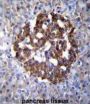 Protocadherin 20 (PCDH20) Antibody
