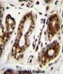Nucleolin (NCL) Antibody