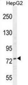 Nucleolin (NCL) Antibody