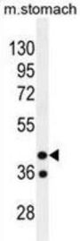Gypsy Retrotransposon Integrase 1 (GIN1) Antibody
