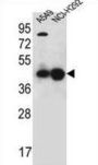 Purine Rich Element Binding Protein A (PURA) Antibody