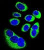 Putative Aspartate Aminotransferase, Cytoplasmic 2 (GOT1L1) Antibody