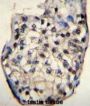 ODF3 Antibody
