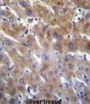 ANKRD18B Antibody