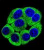 Olfactory Receptor 2T3 (OR2T3) Antibody