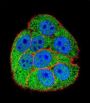 X-Ray Repair Cross Complementing 5 (XRCC5) Antibody