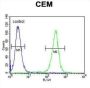 RNA-Binding Protein Musashi Homolog 1 (MSI1) Antibody