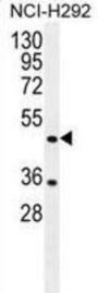 Tripartite Motif-Containing Protein 72 (TRIM72) Antibody