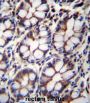 IQ And AAA Domain-Containing Protein 1 (IQCA1) Antibody