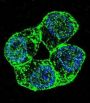 Protocadherin Alpha-8 (PCDHA8) Antibody