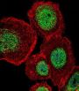 Lymphoid Enhancer Binding Factor 1 (LEF1) Antibody