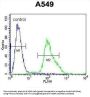 Forkhead Box Protein N1 (FOXN1) Antibody