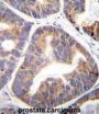 Sesquipedalian-1 (FAM109A) Antibody