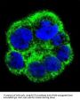 Choline-Phosphate Cytidylyltransferase A (PCYT1A) Antibody