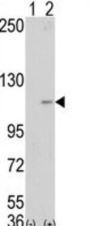 LSD1 Antibody