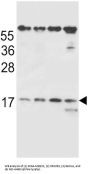 T-Cell Receptor Beta Chain V Region CTL-L17 / TCRB (TRBV7-9) Antibody
