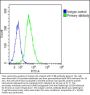 T-Cell Receptor Beta Chain V Region CTL-L17 / TCRB (TRBV7-9) Antibody