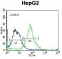 Fibronectin Type III Domain-Containing Protein 7 (FNDC7) Antibody