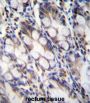 Fibronectin Type III Domain-Containing Protein 7 (FNDC7) Antibody