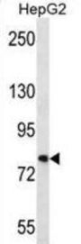 Fibronectin Type III Domain-Containing Protein 7 (FNDC7) Antibody