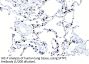 Pulmonary Surfactant-Associated Protein C (SFTPC) Antibody