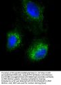 Pulmonary Surfactant-Associated Protein C (SFTPC) Antibody