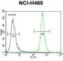 MST1 Antibody